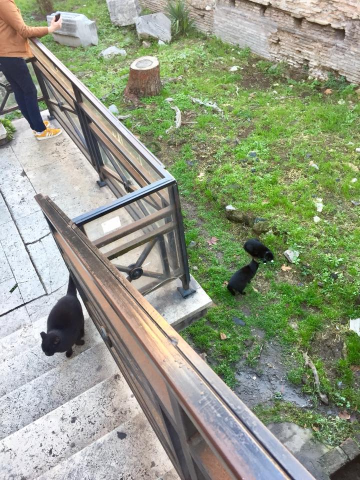 26733674_10102649282384046_303728409110732752_n