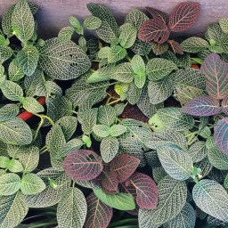 Royal Botanical Garden