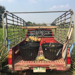 The Pineapple Farm In Ratchaburi