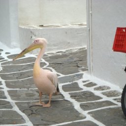 And you will go to Mykonos